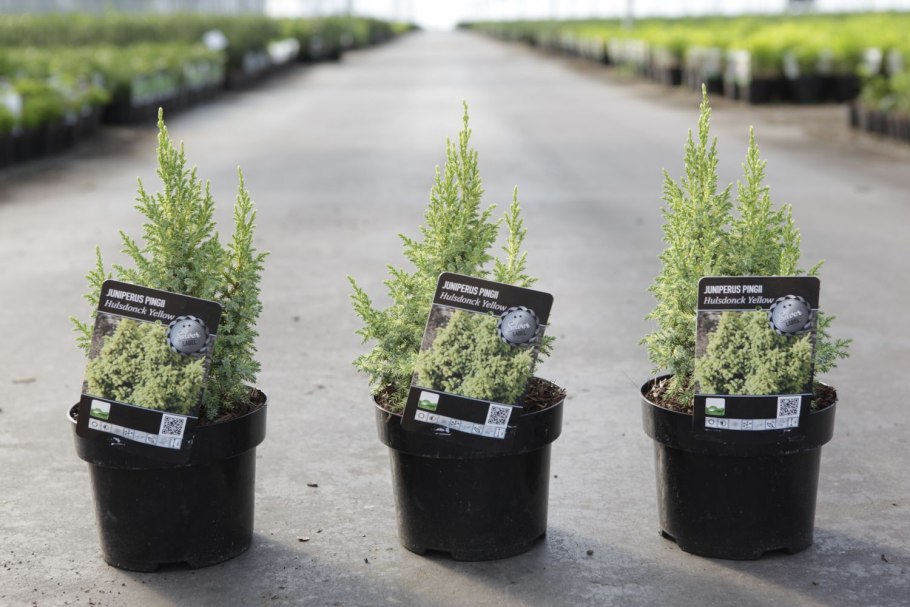 Можжевельник Йеллоу сапфир