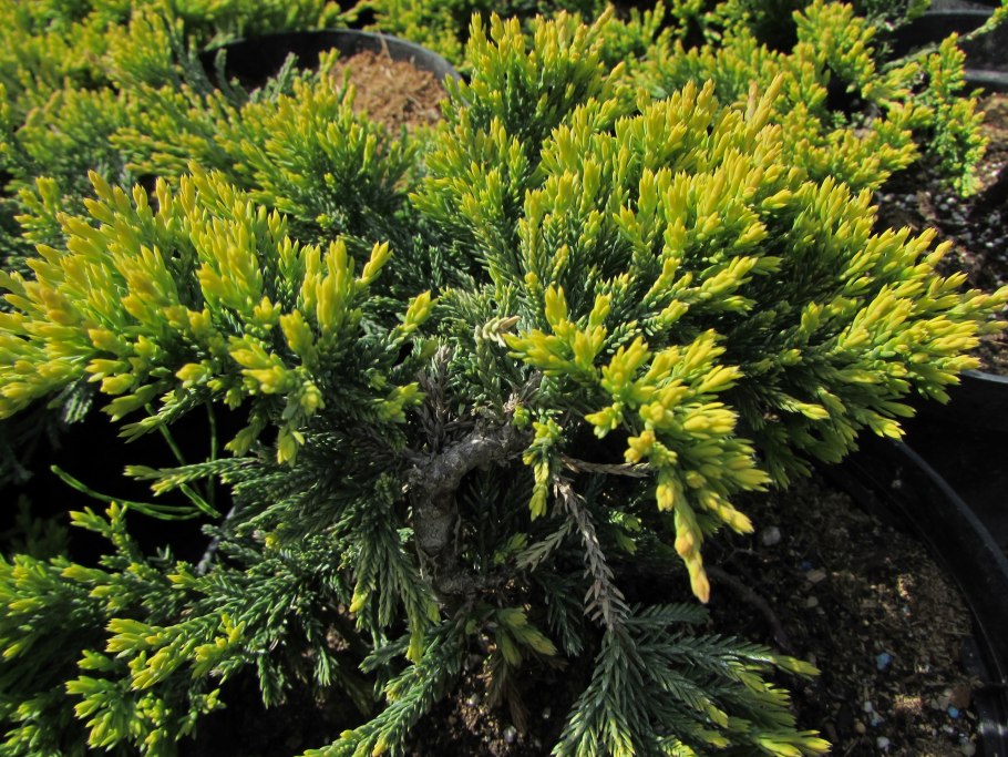 Можжевельник казацкий glauca