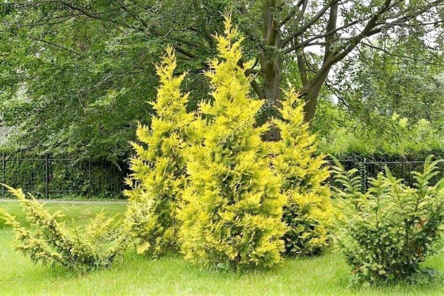 Туя Западная Еллоу Риббон