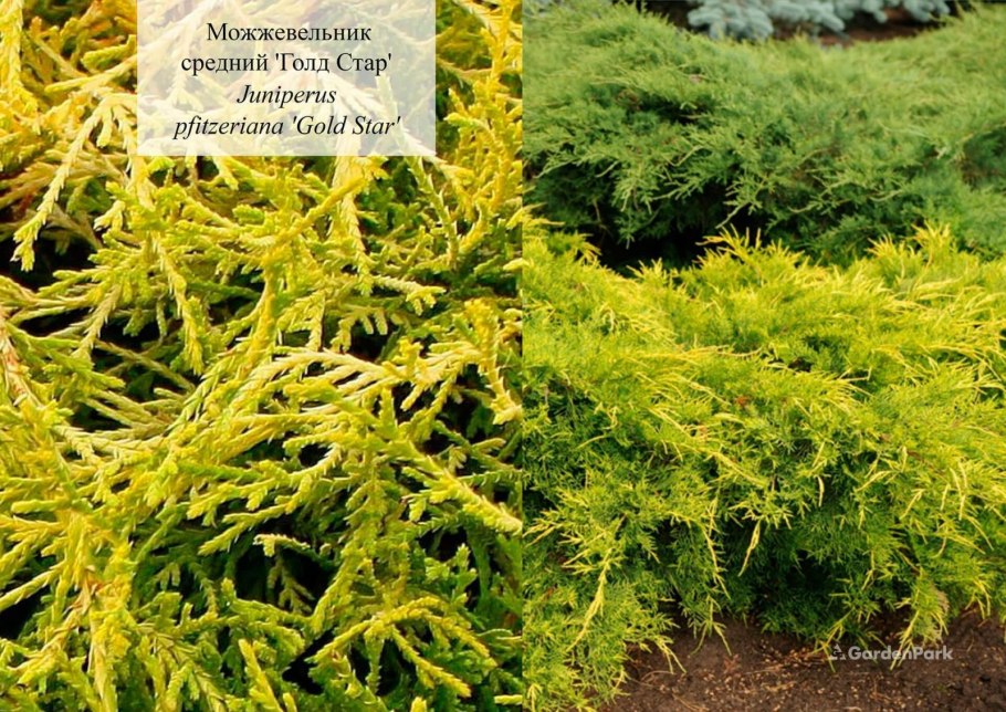 Можжевельник Голдстар