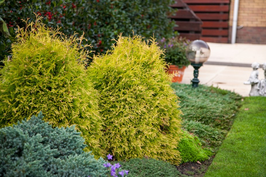 Juniperus horizontalis 'Neumann'