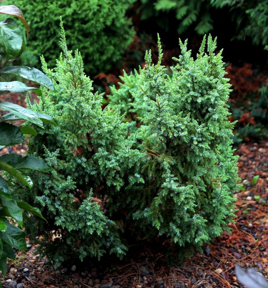 Можжевельник Хулсдонк Йеллоу