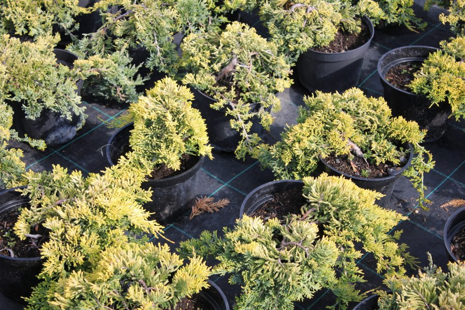 Можжевельник обыкновенный 'Голдшатс'