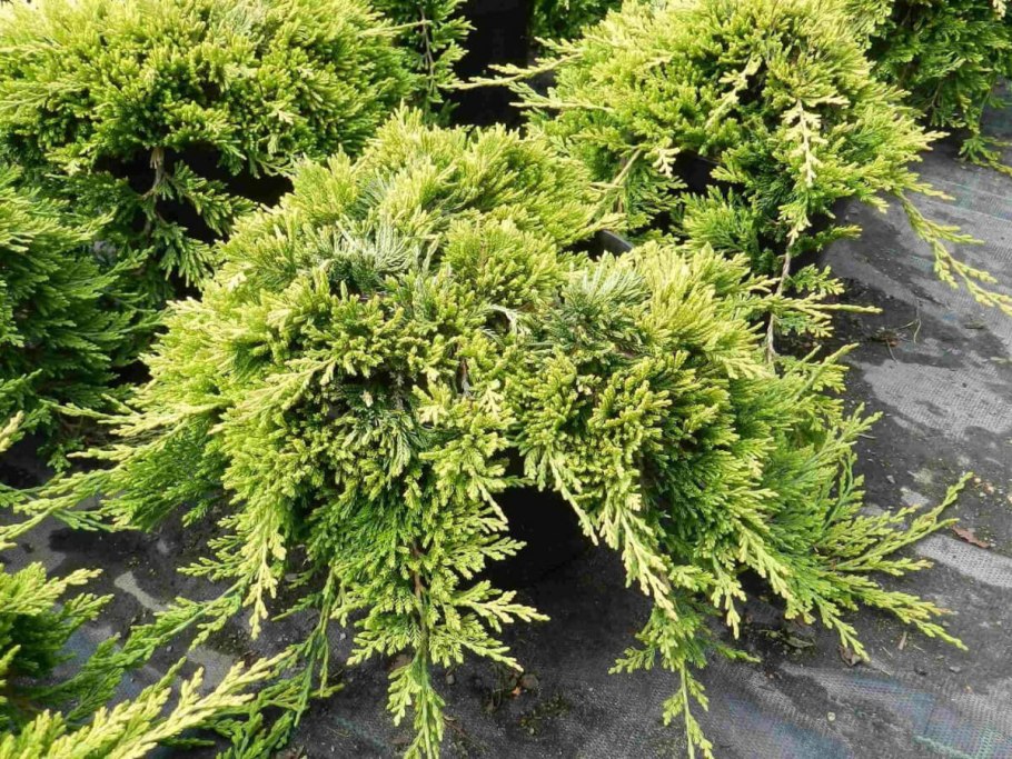Туя Западная - Thuja occidentalis 'Rheingold'