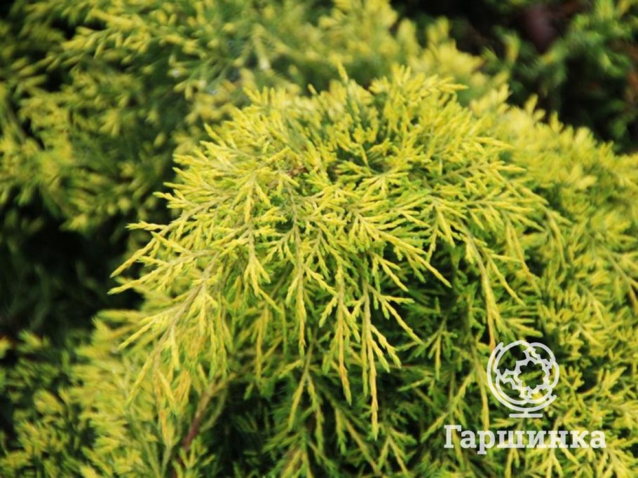 Туя Еллоу Риббон в миксбордере