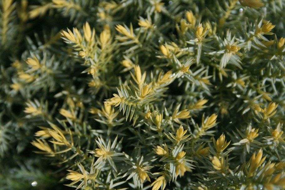 Можжевельник формозский