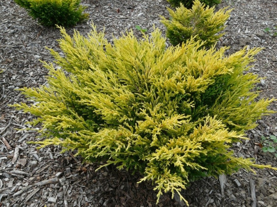 Можжевельник Пфитцериана Ауреа