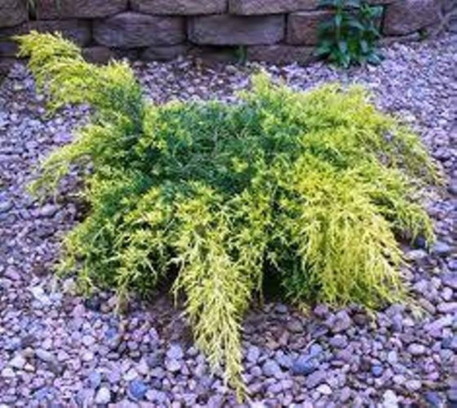 Туя Санктис