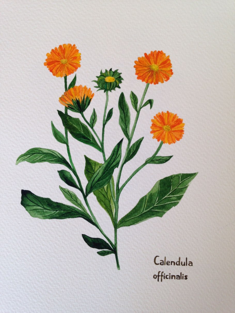 Calendula officinalis Ботанический рисунок