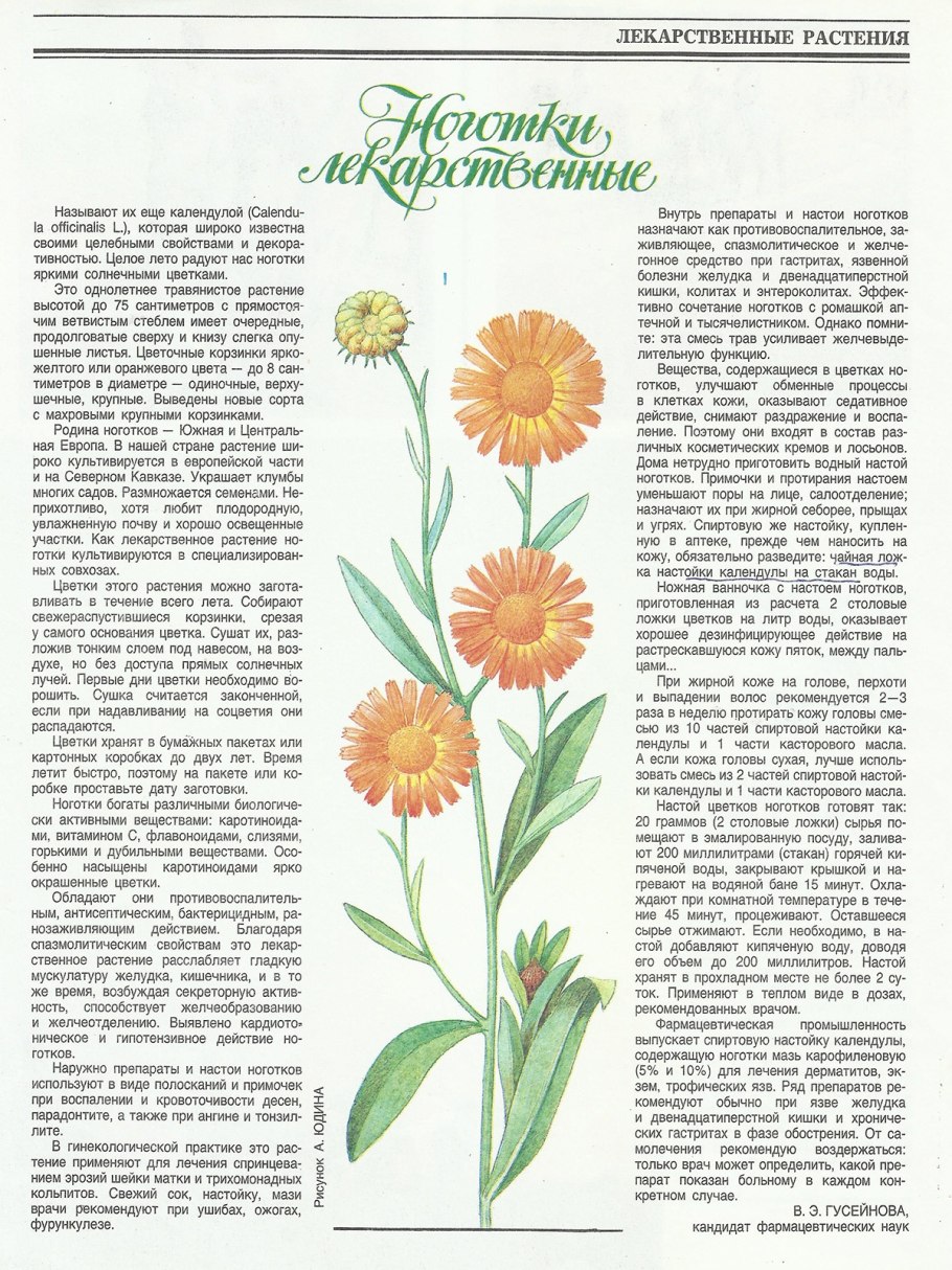 Календула строение