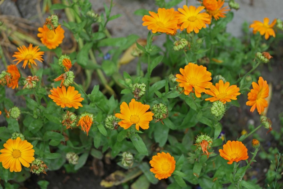 Calendula officinalis цветки