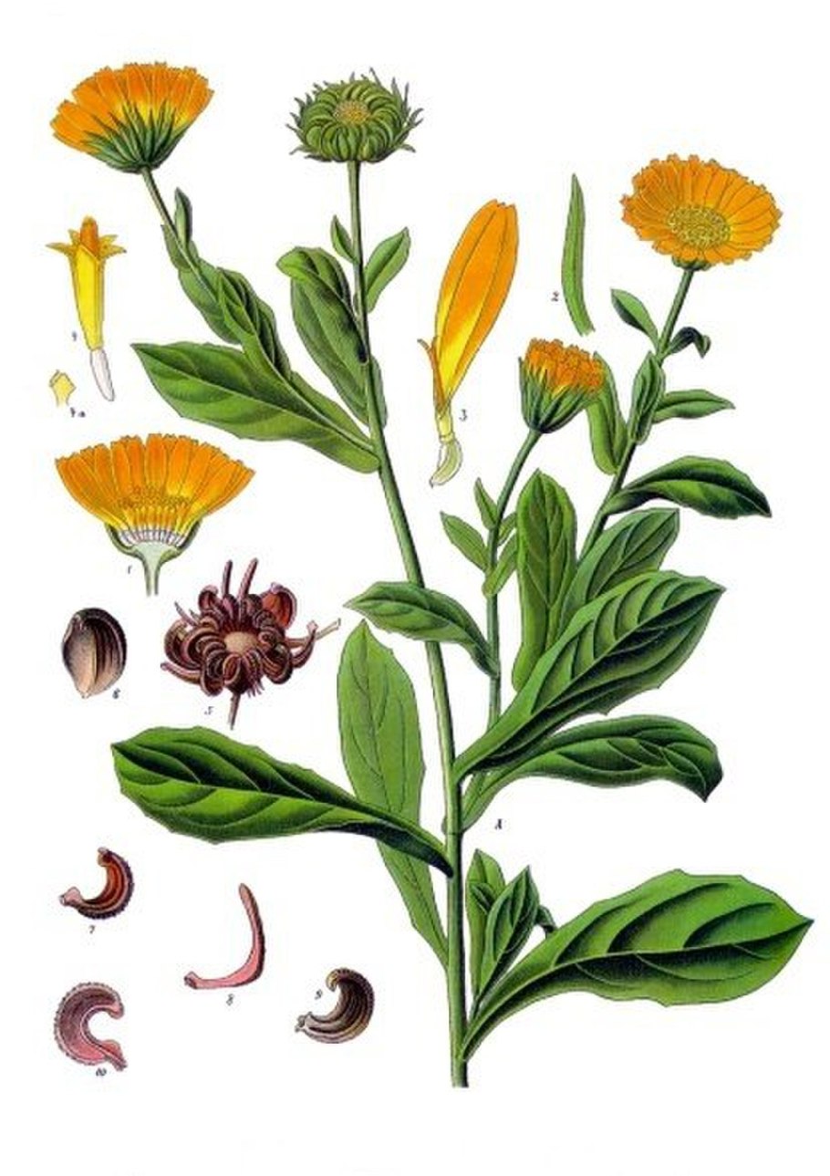 Календула лекарственная (Caléndula officinális)