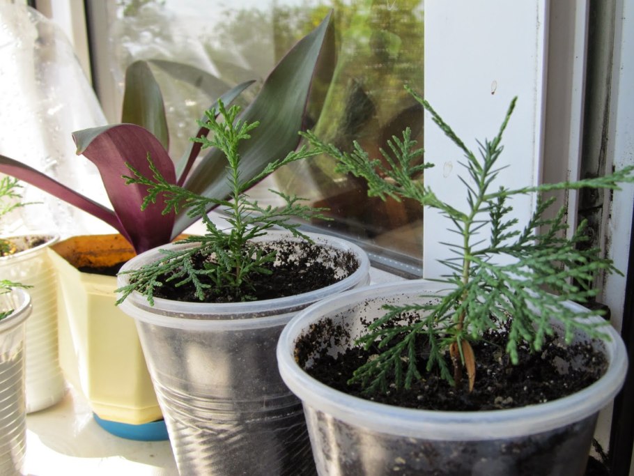 Черенкуем Кипарис