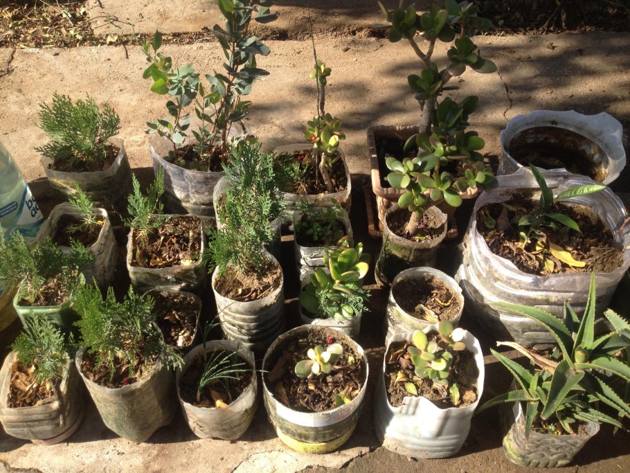 Туя из семян 3 месяца