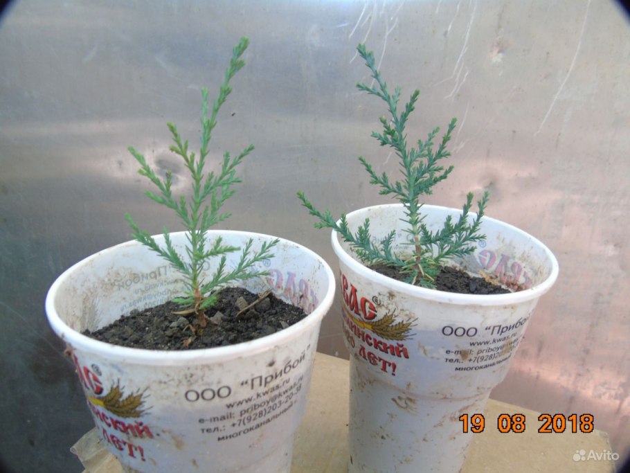 Кипарисовик Росток