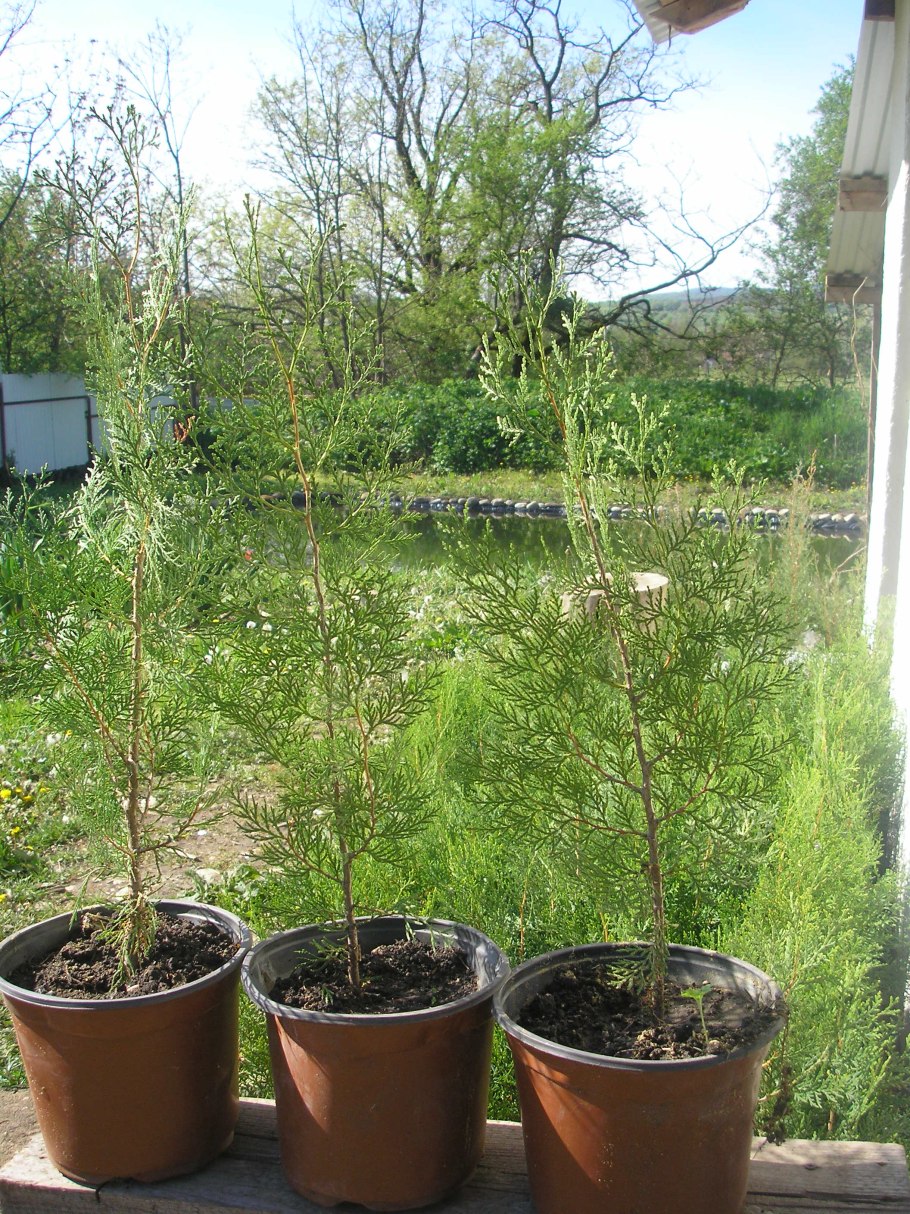 Всходы кипарисовика