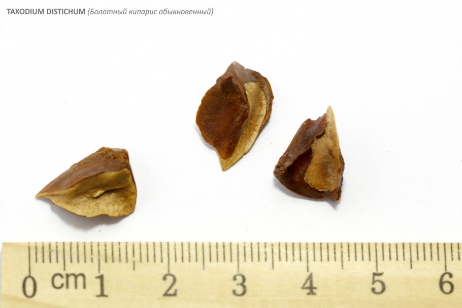 Кипарис вечнозеленый семена