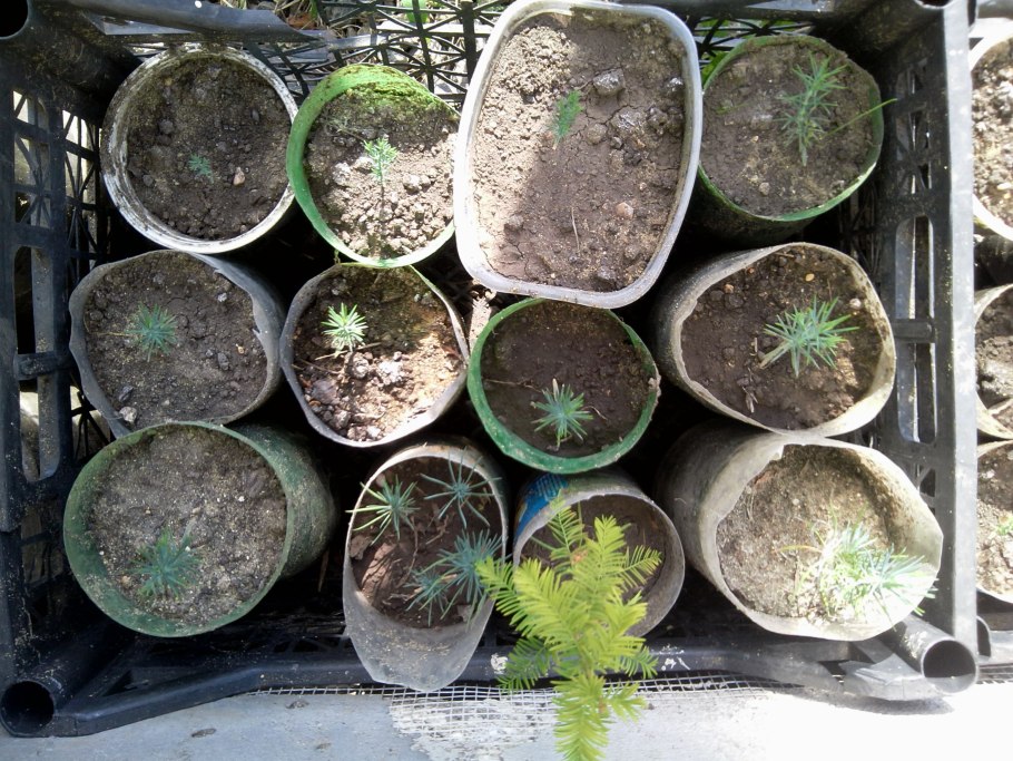 Кипарис вечнозеленый из семян