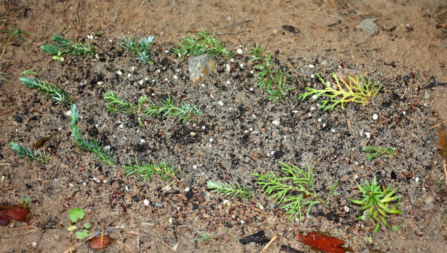 Можжевельник обыкновенный всход