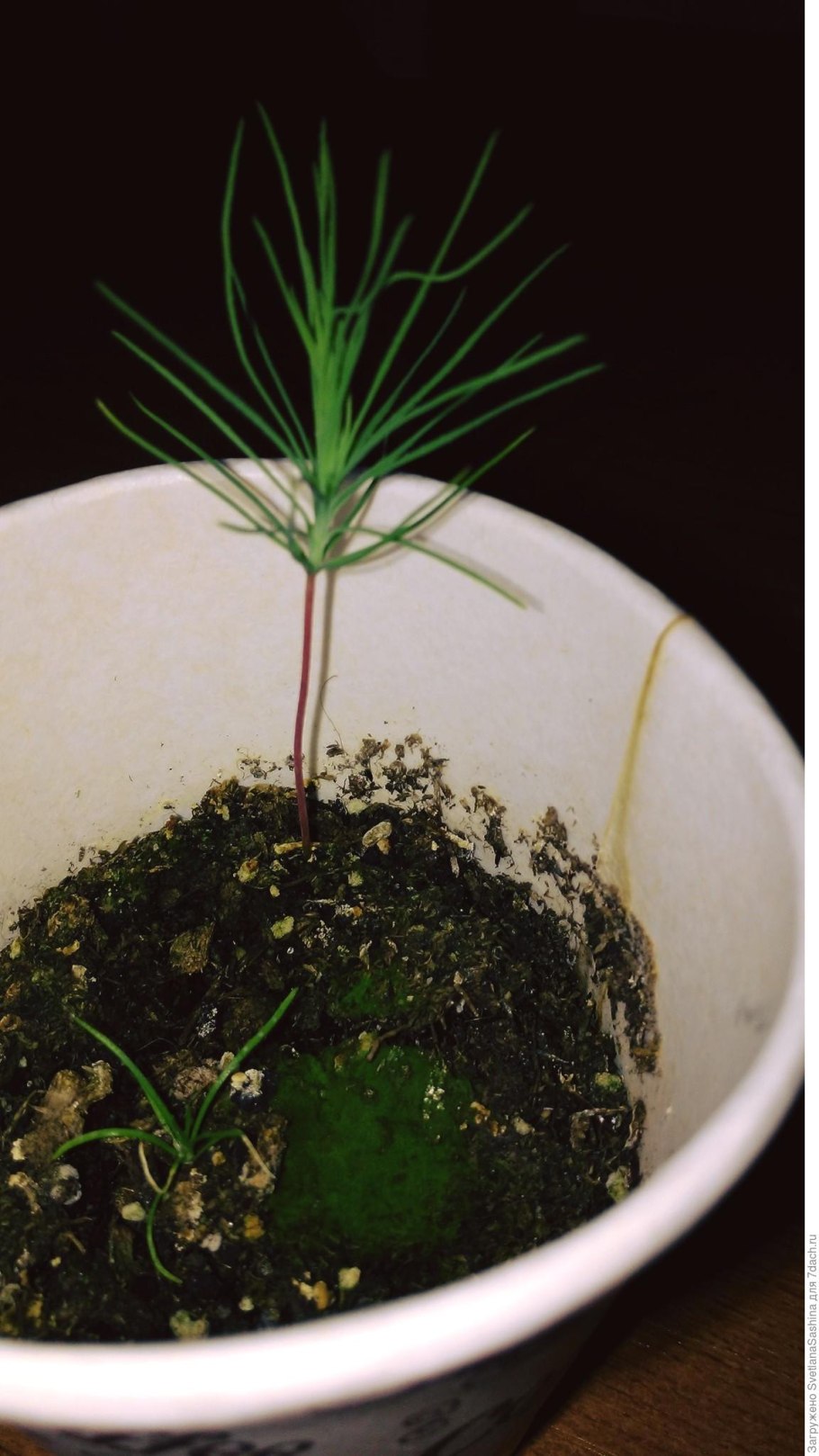 Росток кипариса из семян