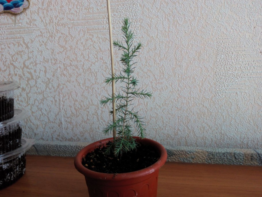 Кипарис Аризонский Росток