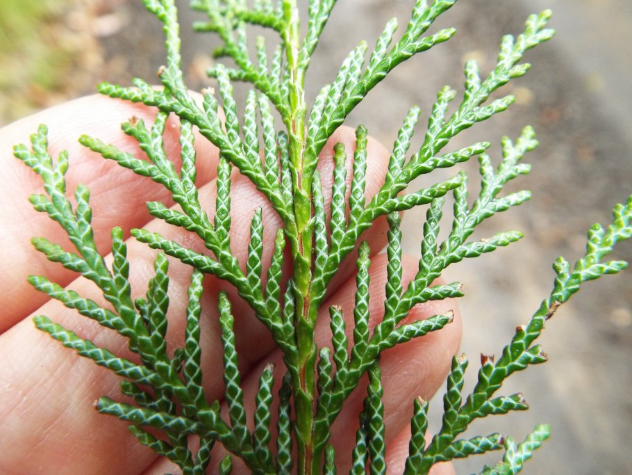 Кипарисовик стелющийся