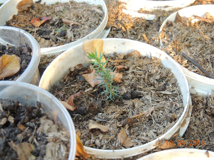 Росток можжевельника