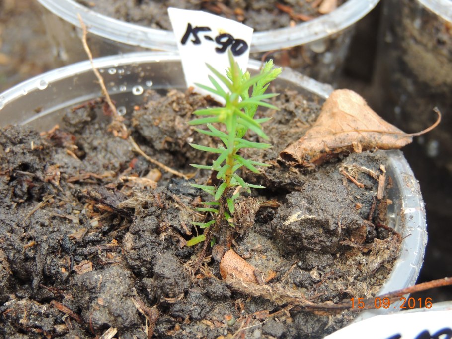 Проростки семян туи