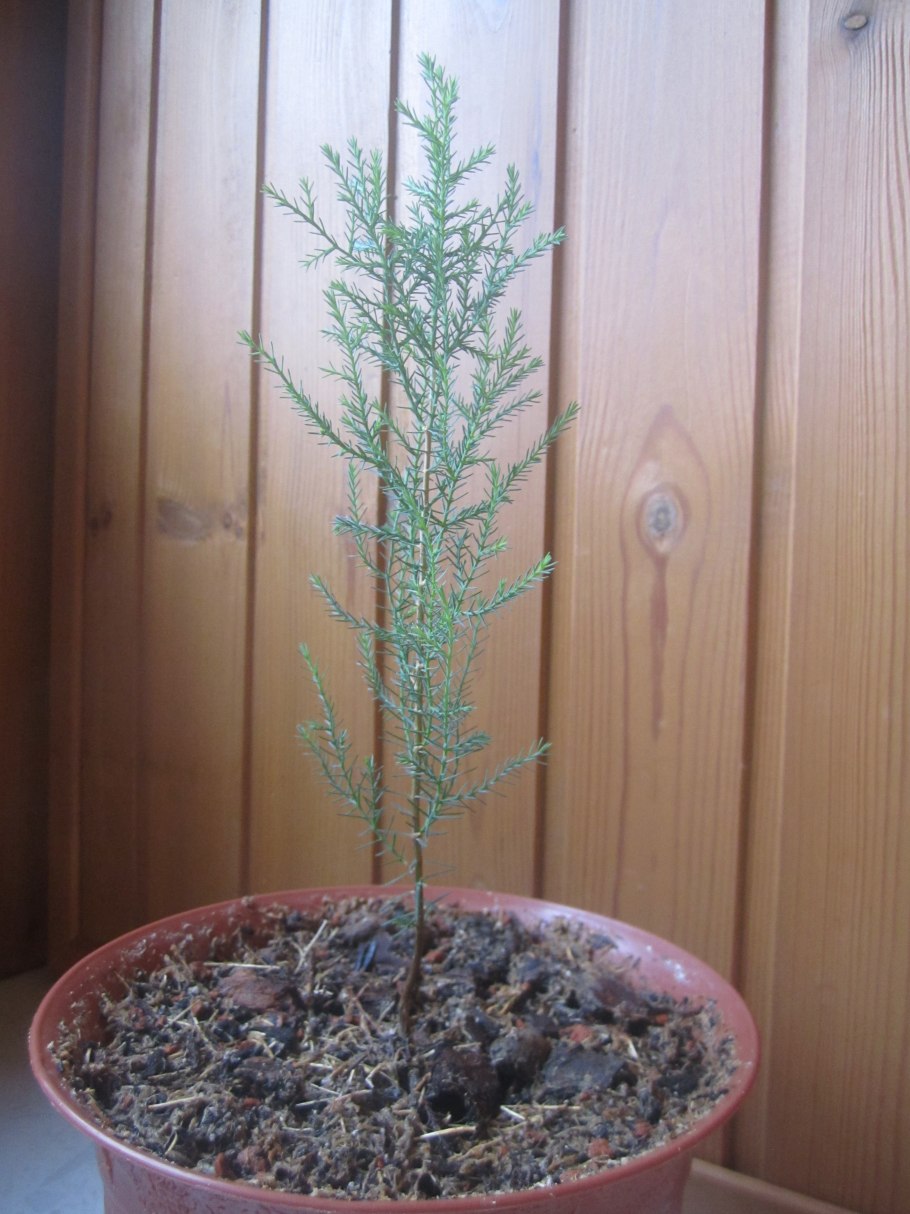 Кипарис Аризонский Росток