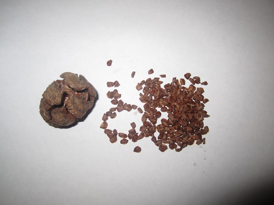 Семена кипариса