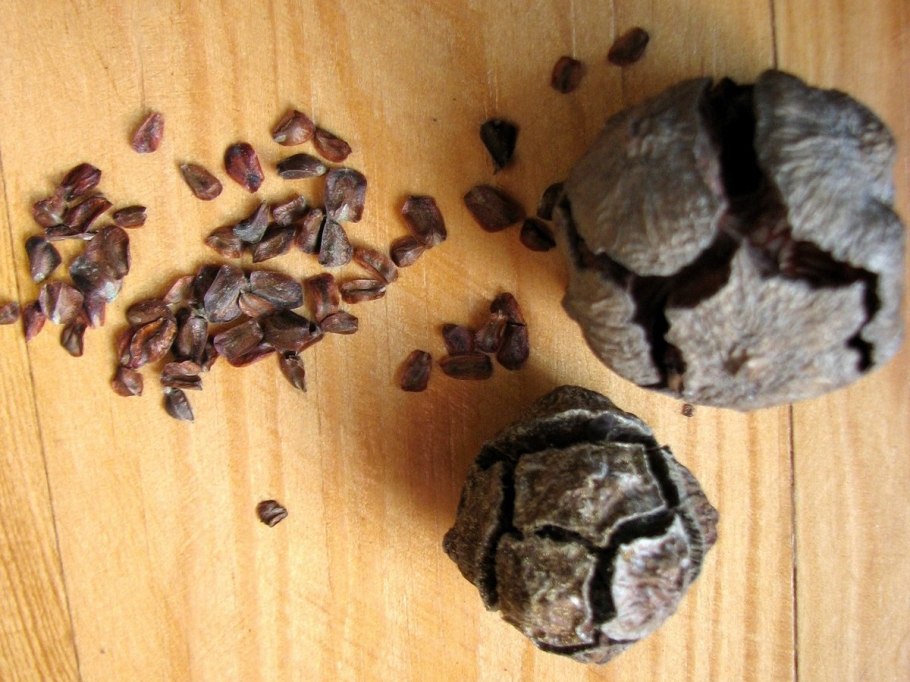 Семена кипариса