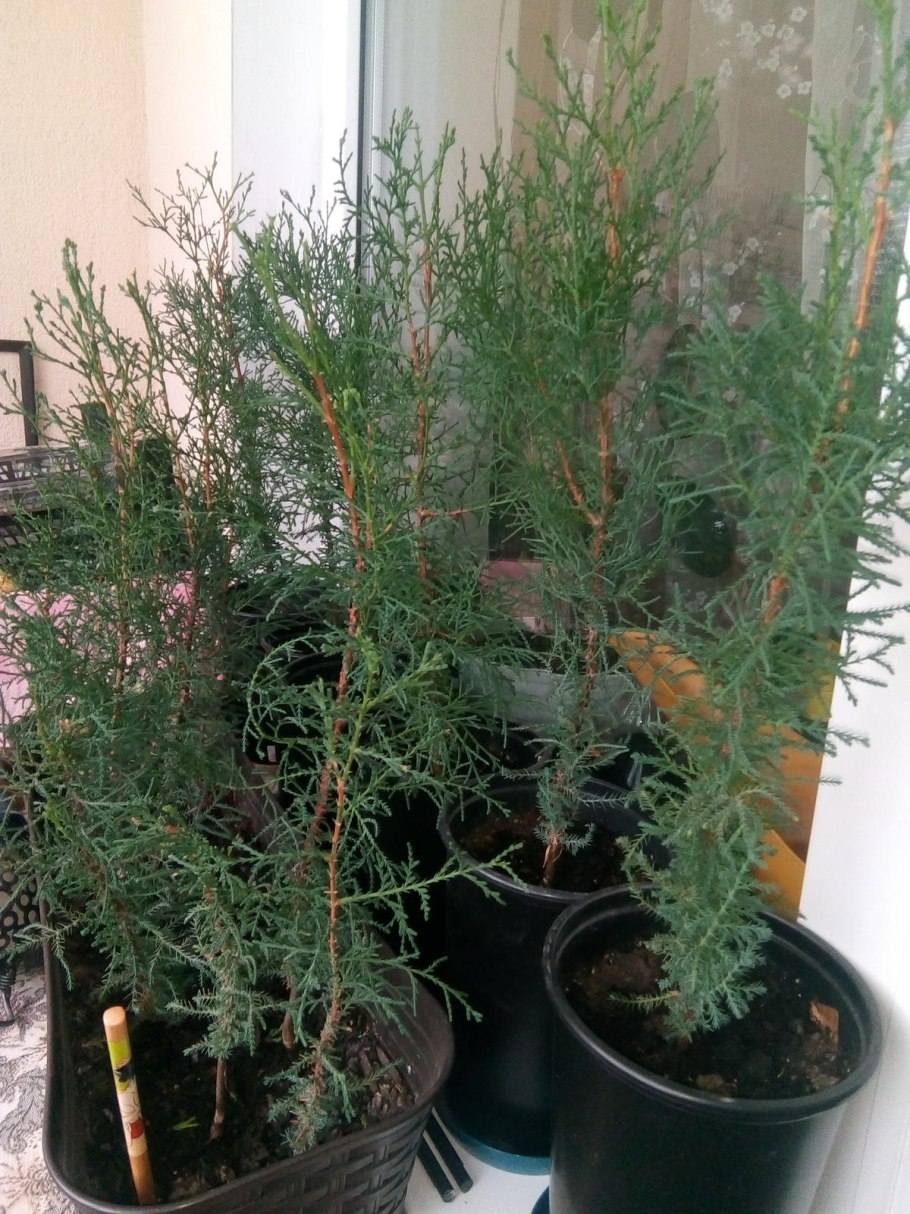 Кипарисовик Росток