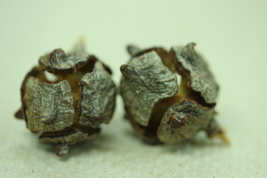 Кипарис вечнозеленый семена