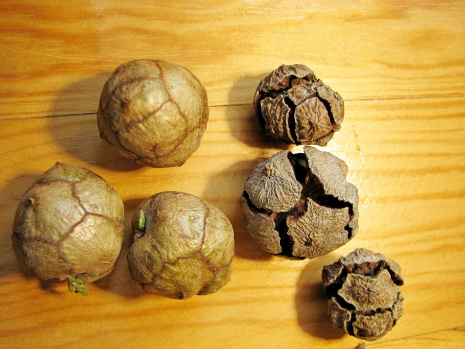 Семена кипариса