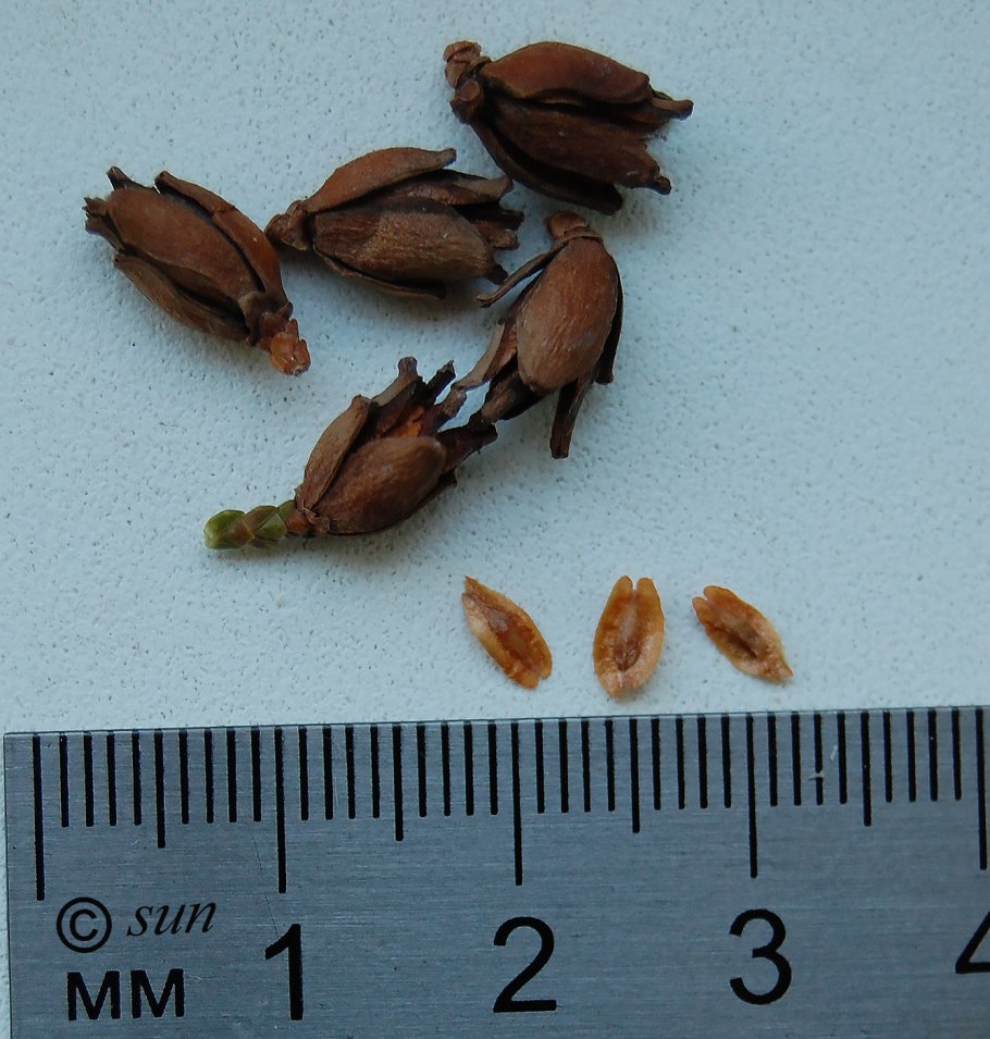 Туя Западная размножение семенами