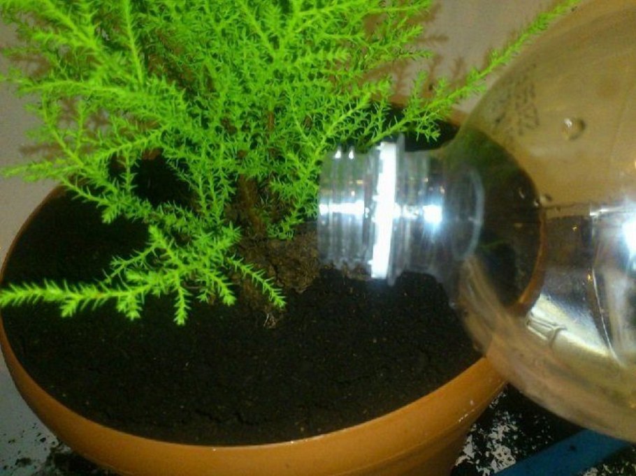 Кипарис комнатный полив