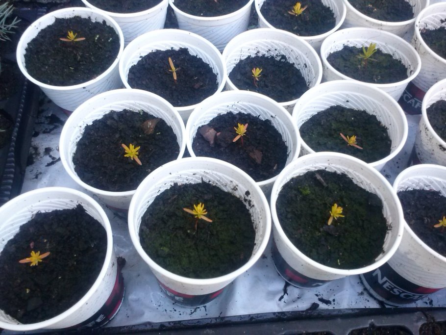 Стратификация семян туи