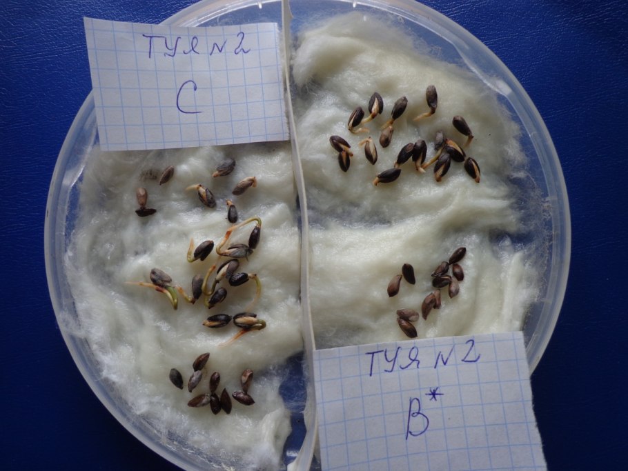 Всхожесть семян туи Западной