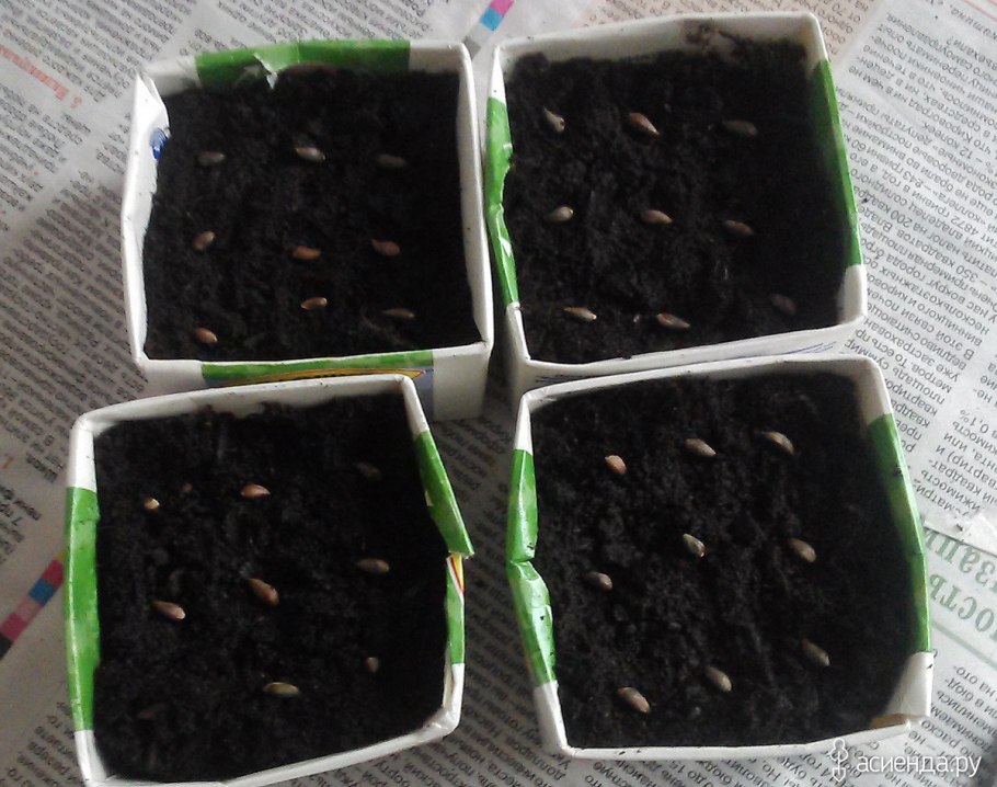 Пикировка сеянцев туи