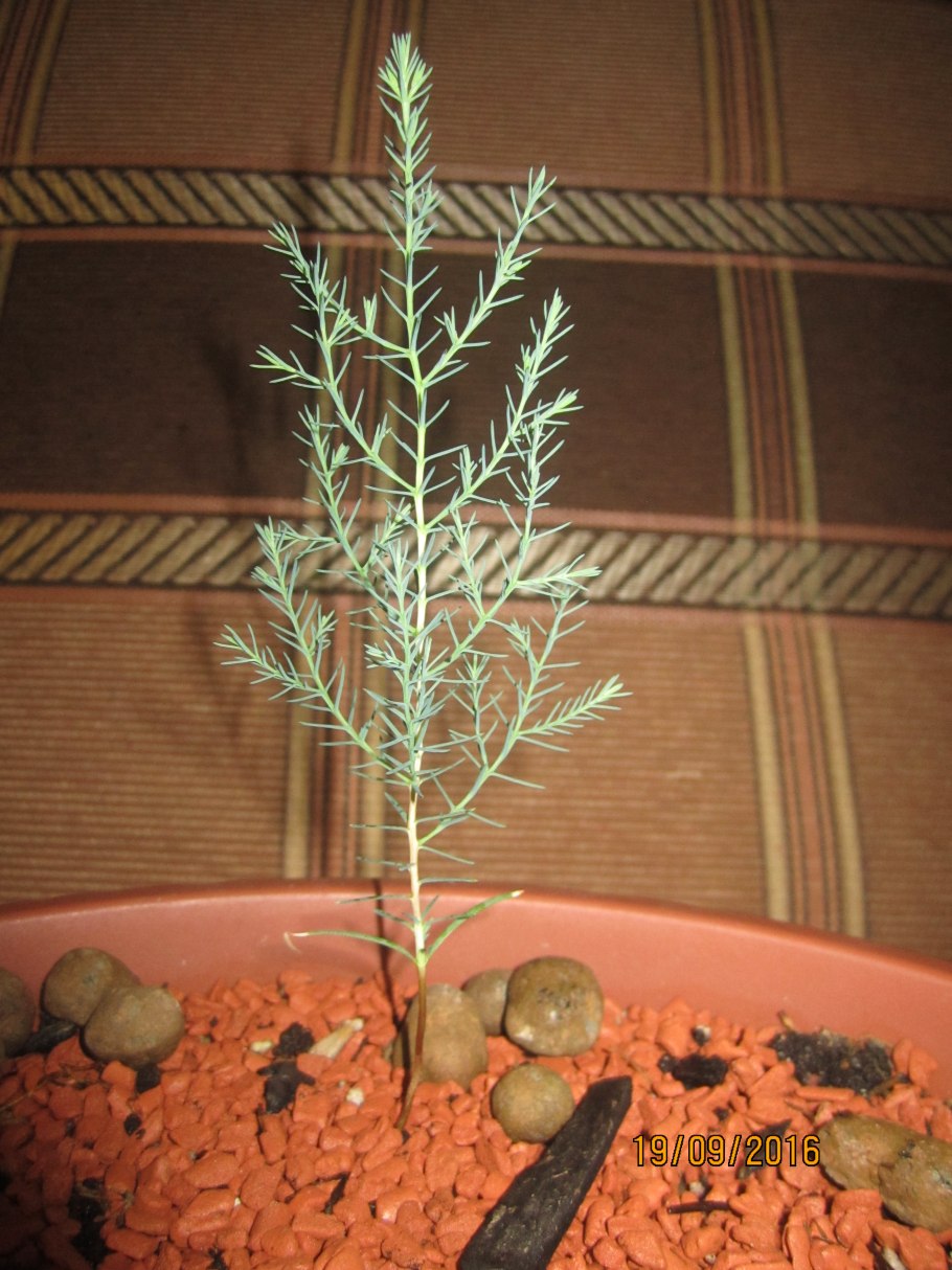 Кипарисовик Росток