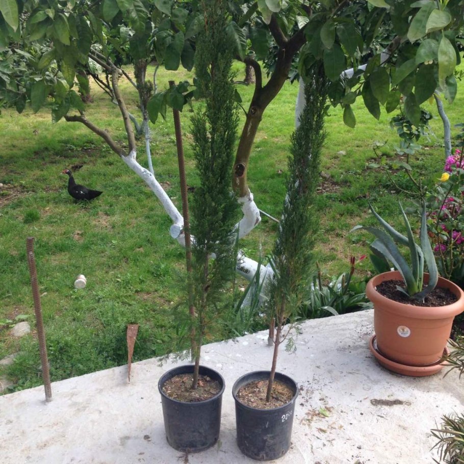 Кипарис Крымский из семян