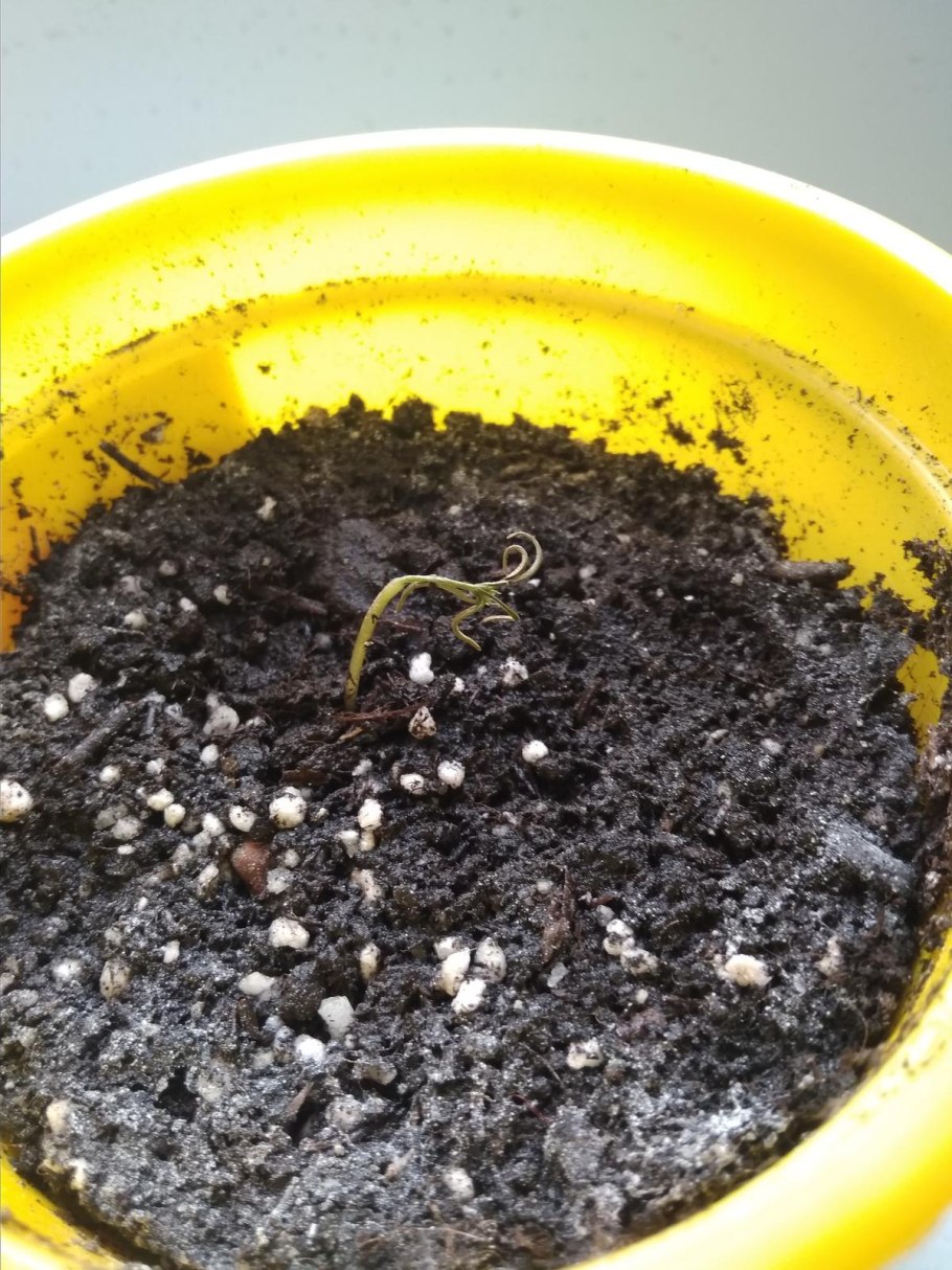 Кипарисовик Росток