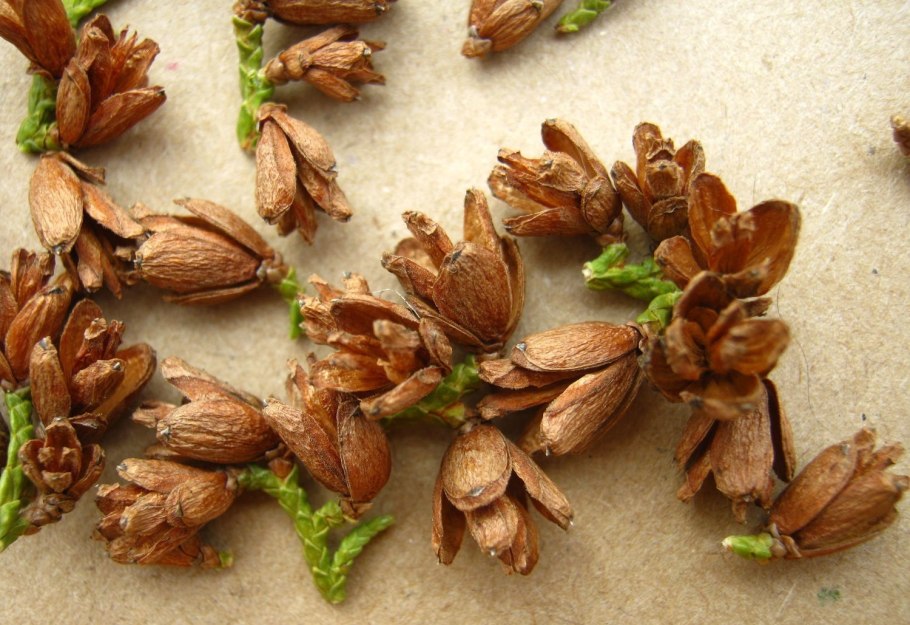 Туя Западная шишки и семена