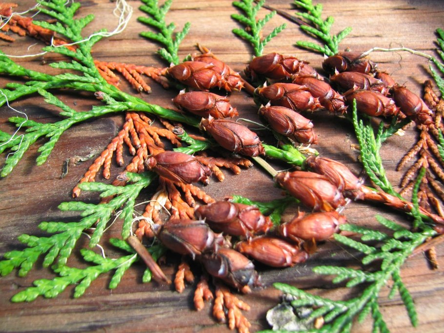 Семена туи Брабант