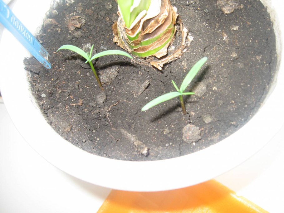 Ростки туи из семян