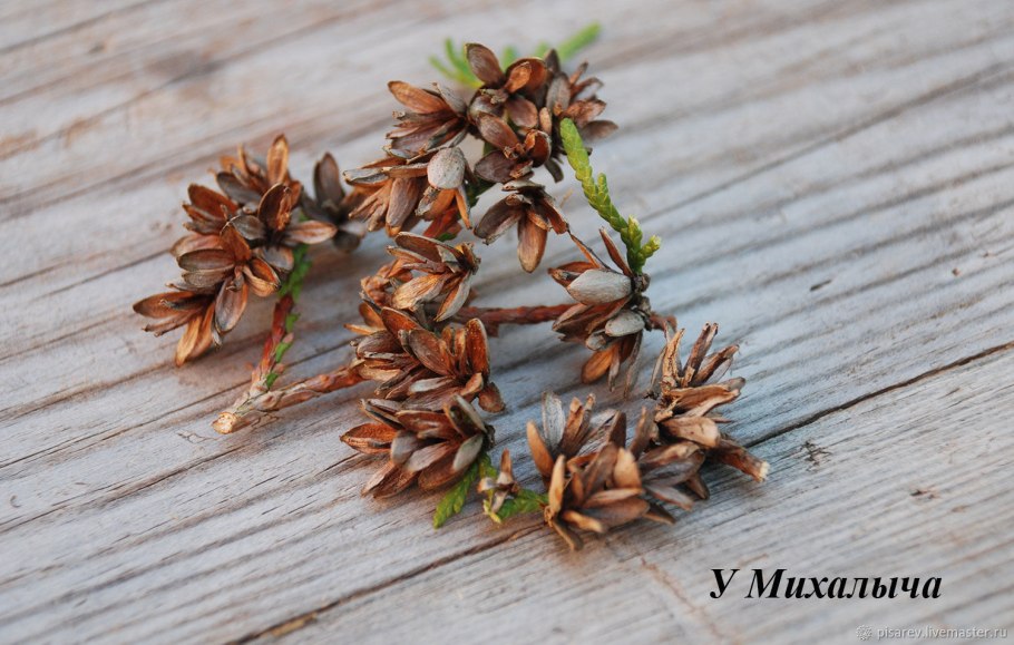 Туя лиственница шишки