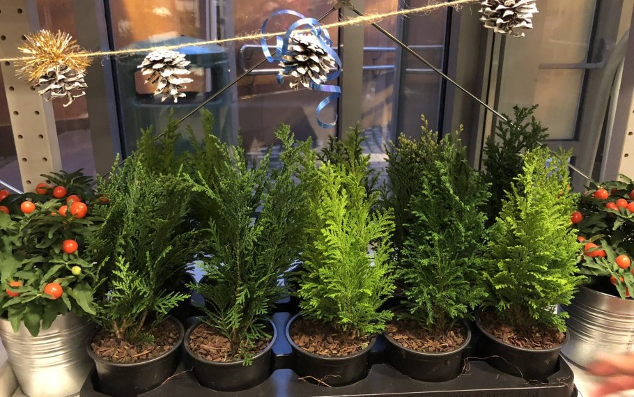 Кипарис Рождественский