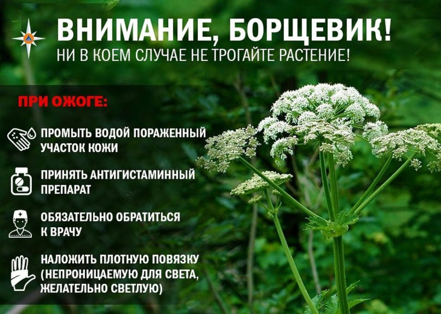 Лесные ягоды несъедобные ядовитые