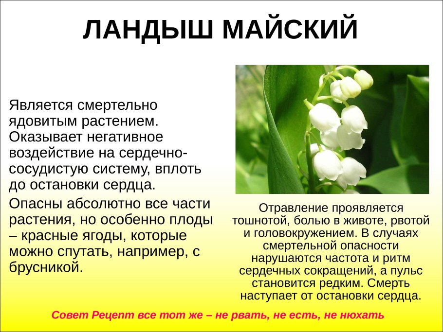 Ландыш Майский несъедобные