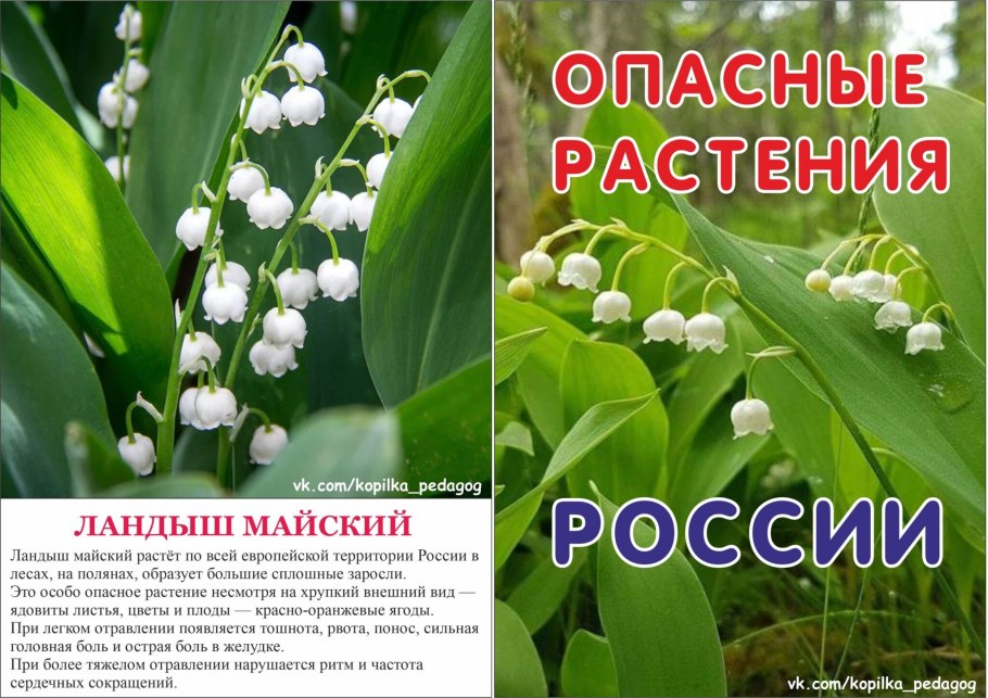 Полезные и ядовитые растения